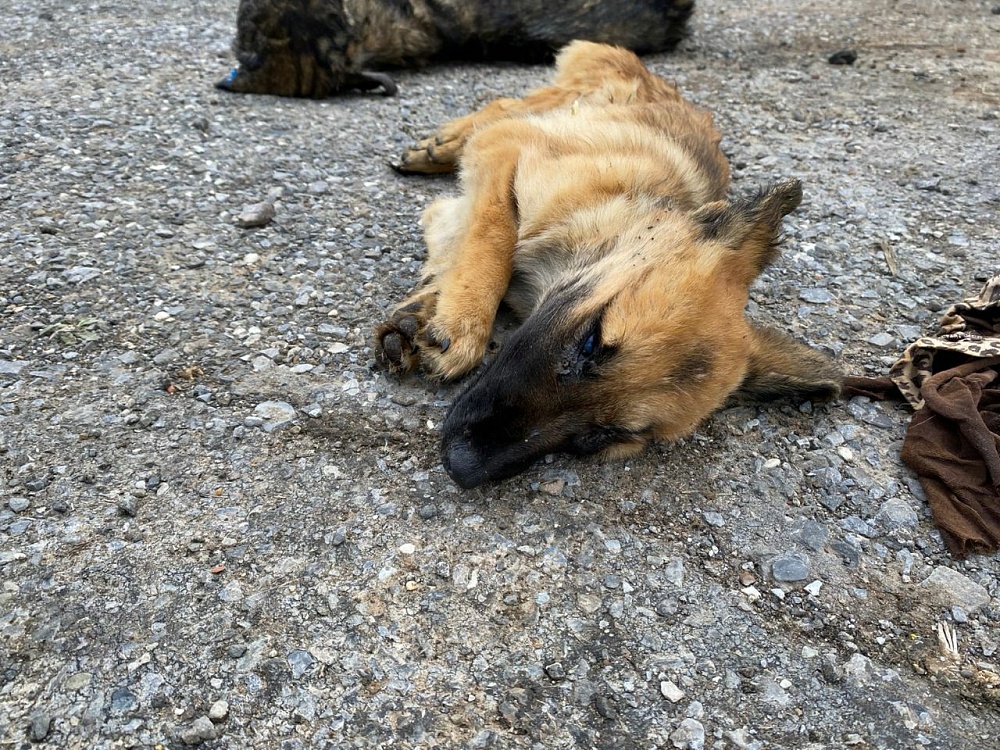 Известна причина, из-за которой на Фунтовском полигоне в Астрахани образовалась гора трупов собак. И это не убийство
