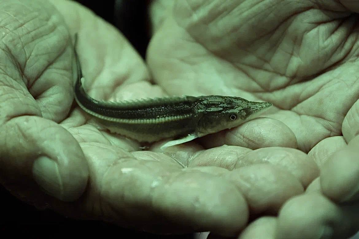 Под Астраханью запустили проект по выращиванию осетровых по трем технологиям 