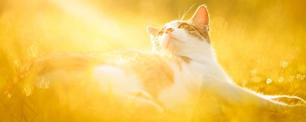 В пятницу в Астрахань пожалует 30-градусная жара