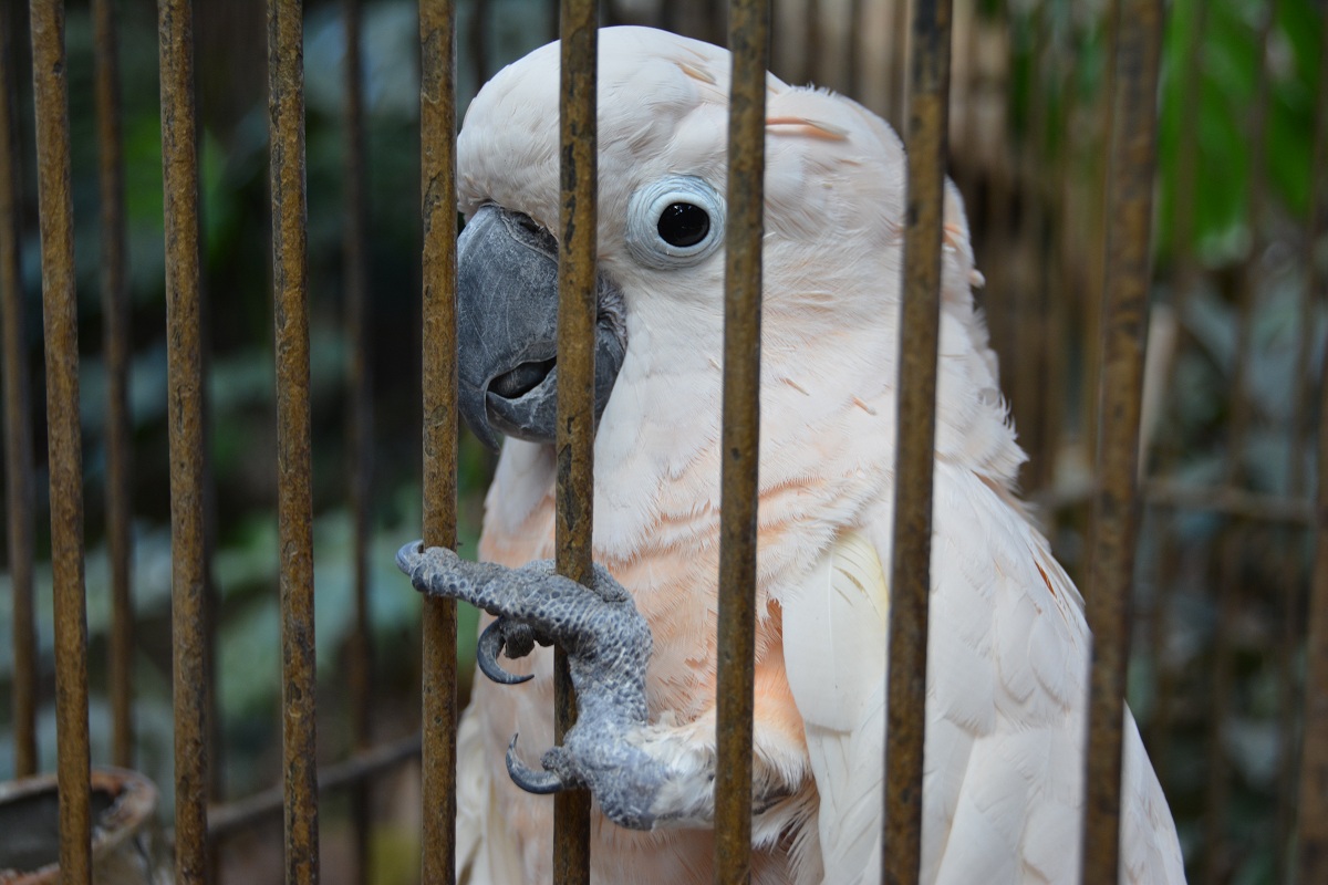 Астраханский зимний тропический киносад «Октябрь» откроется через два года