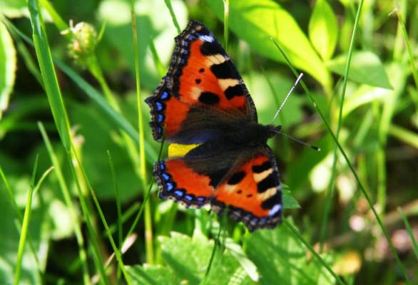 Астраханская погода в июне