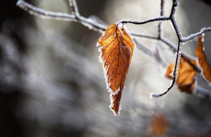 Завтра ночью в Астраханской области появится изморозь, но температура не сдаст своих позиций