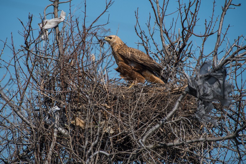 Записки астраханского натуралиста. О гнездах и птенцах