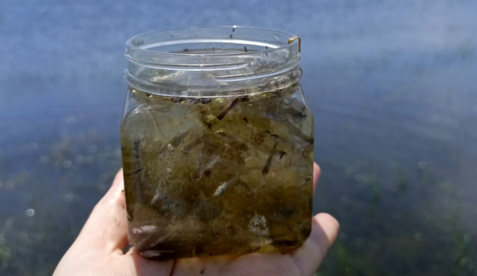 Плавный уход большой воды определит судьбу астраханской воблы