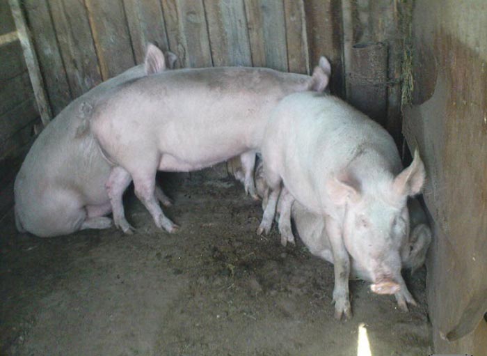 Ахтубинские свиньи подлежат изъятию