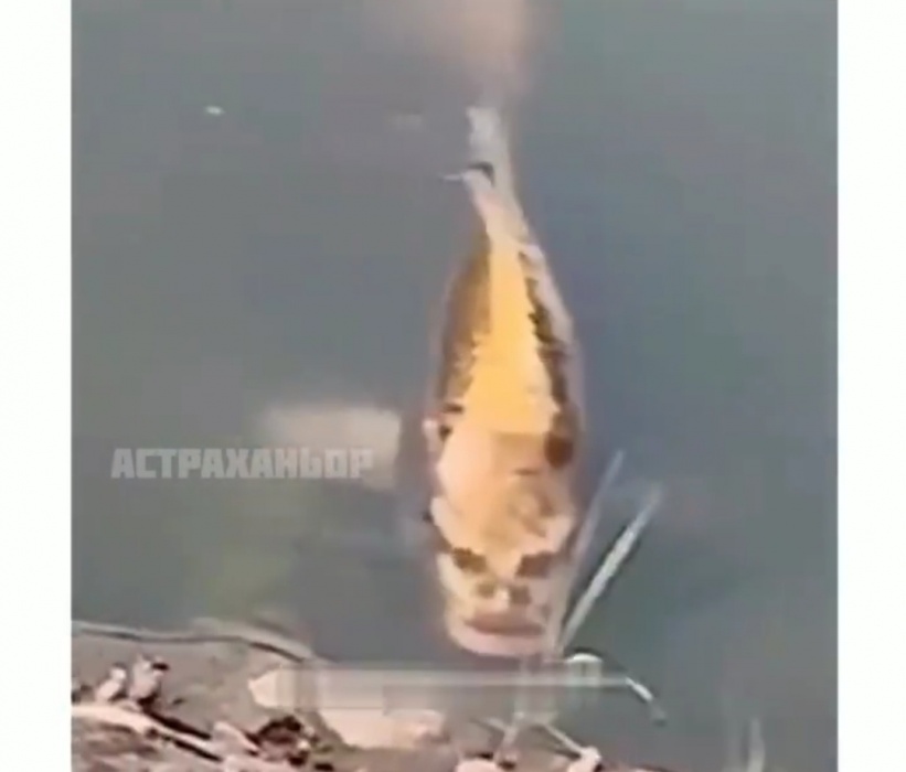 Страшную рыбу, напугавшую людей, засняли не в Астраханской области