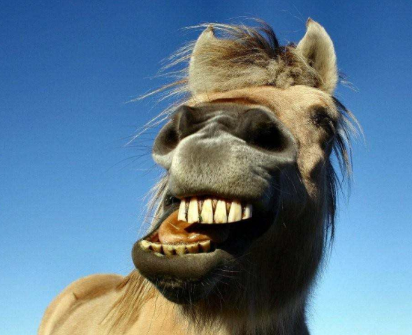 Неуловимые лошадки и спад волны вандализма в Астрахани