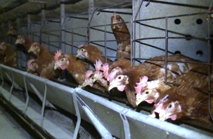 Казахстан снял запрет на транзит мяса птицы из Астраханской области