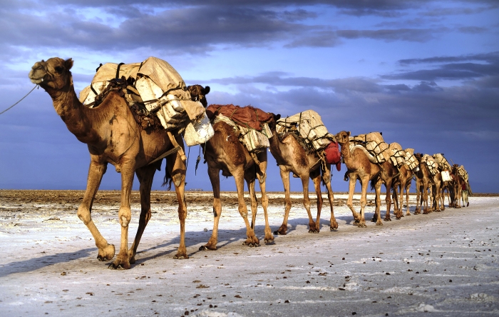 Астраханский численник. Не отпраздновать ли нам День караванщика?