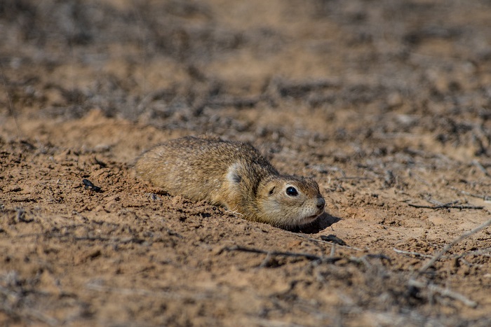 Записки астраханского натуралиста. Суслики проснулись