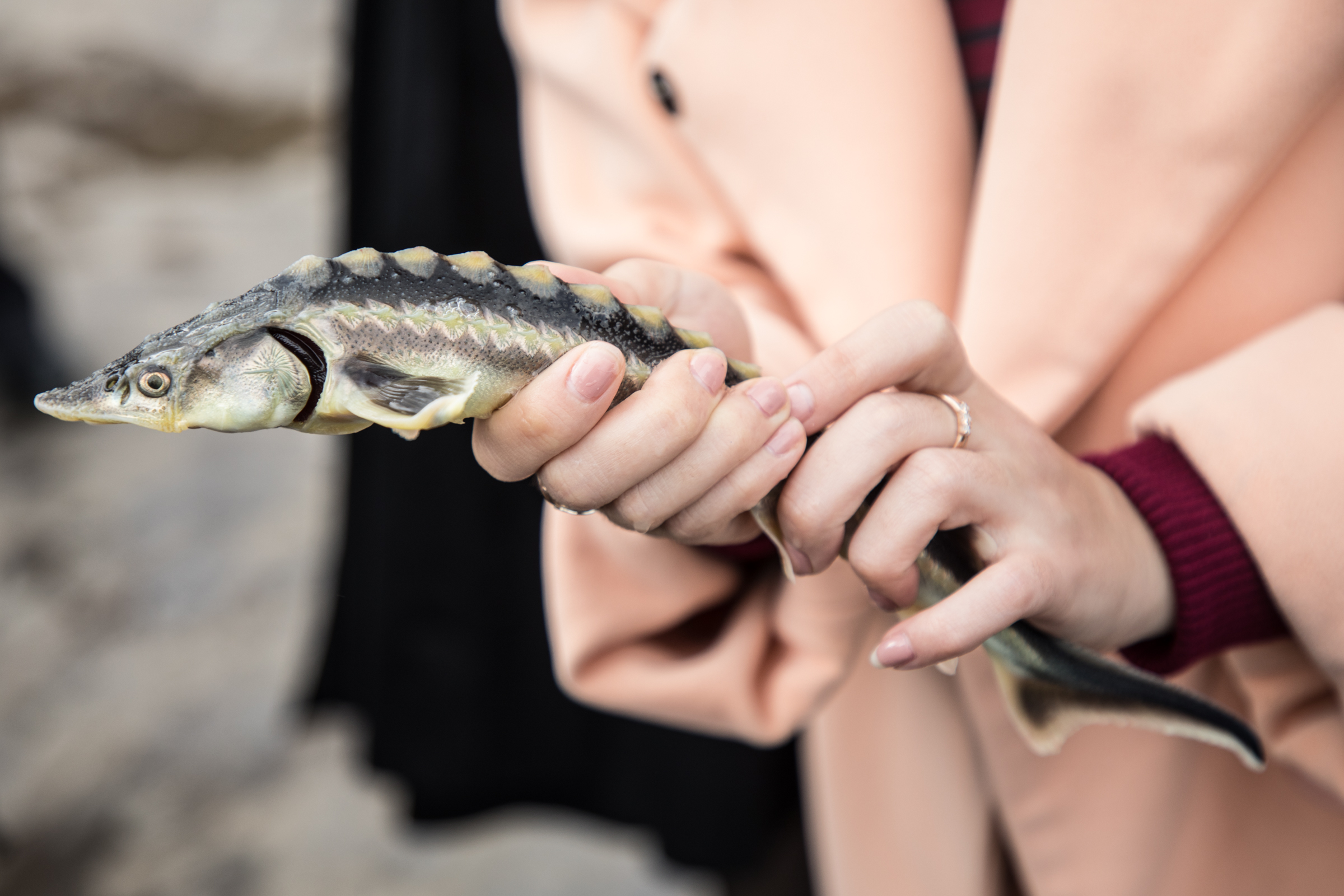 При поддержке ЛУКОЙЛа прошла очередная конференция по сохранению экосистемы Каспия