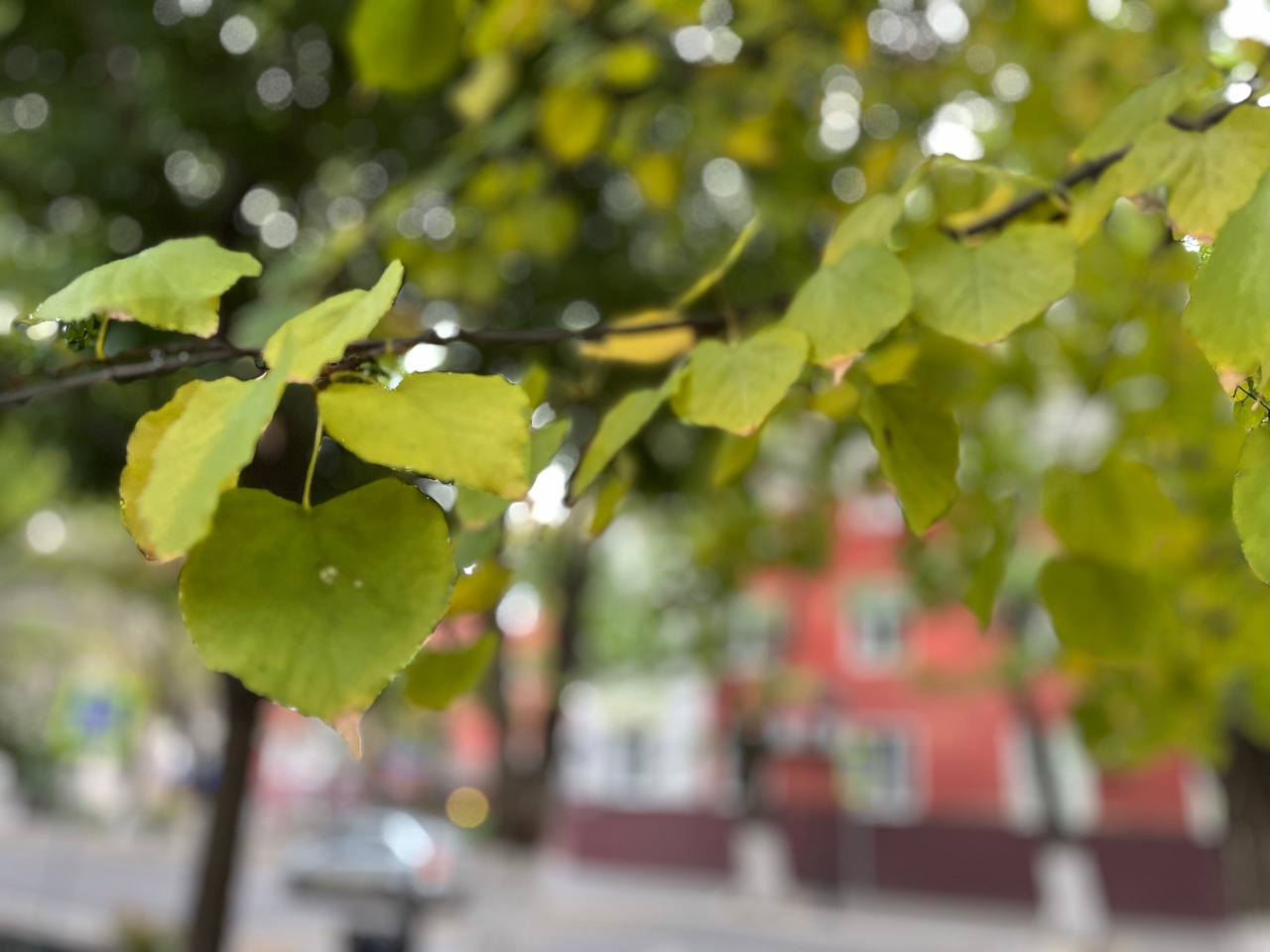 Бабье лето завтра будет опять радовать астраханцев