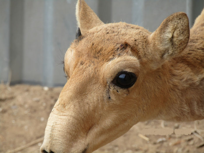 Астраханцы придумали уже более ста имен для спасенного сайгачонка