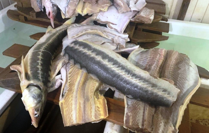 В Астрахани полиция нашла цех, где хранились без документов более 400 кг рыбы осетровых пород