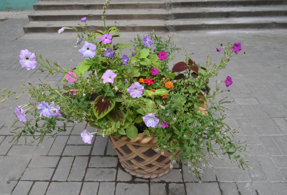 Самые красивые дворы будут отмечены дипломами администрации города