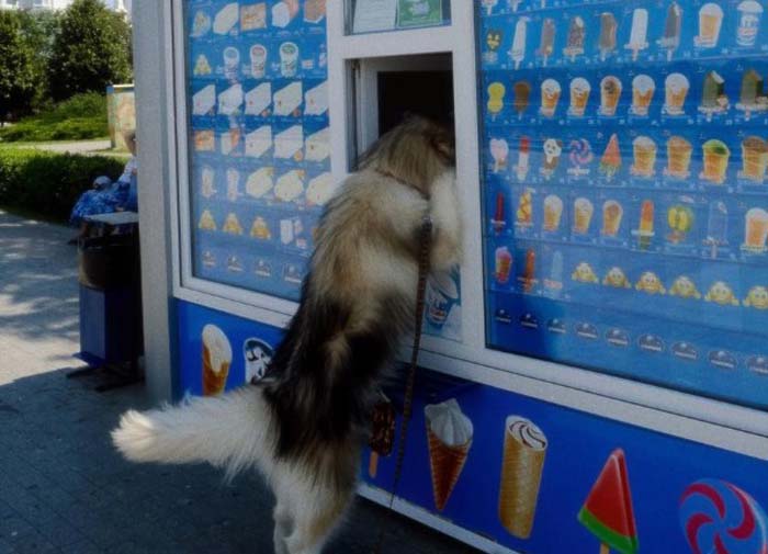 В Астрахани собака пришла за мороженым в ларёк