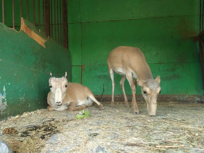 Астраханцы готовы приютить сайгачат из передвижного зоопарка