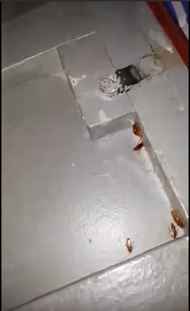 В поезде Атырау-Астрахань засняли логово, кишащее тараканами