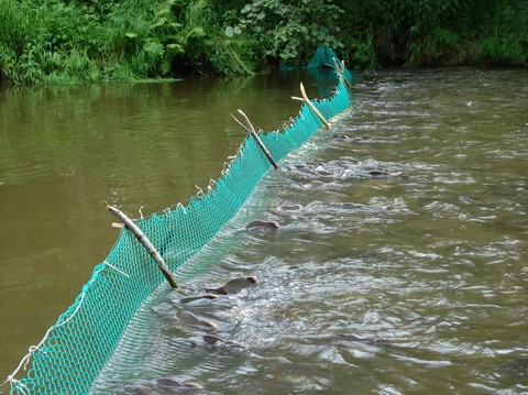 В Астраханской области браконьеры откупились от инспектора