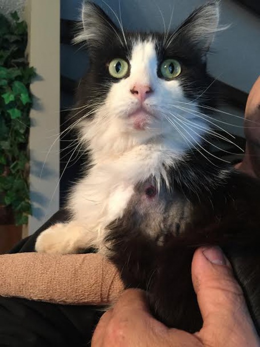 Астраханская кошка с пулей у сердца осталась жить в Краснодаре