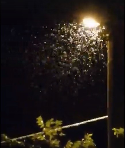 Их тьма, они кусаются. Стало известно, что за насекомые оккупировали Астрахань