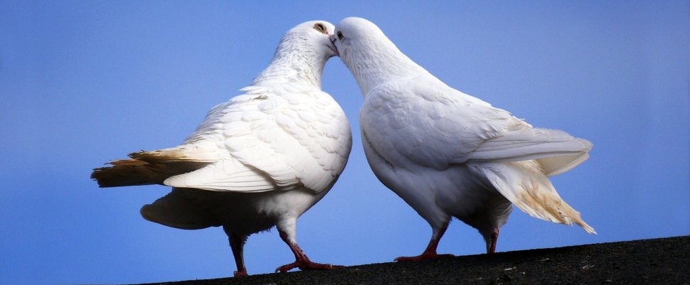 Астраханские пограничники прервали путь голубиной почты