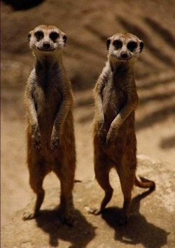 Степновские выборы: сколько все-таки там будет избирателей?