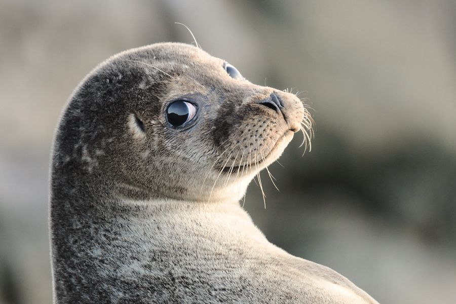 На Каспии в два раза сократилось число отмелей для тюленей. Исчезнет ли популяция?