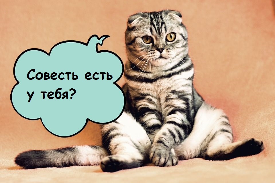 Будущее, которое уже наступило: ставим камеру, чтобы заботиться о дедушке и пугать кота через приложение