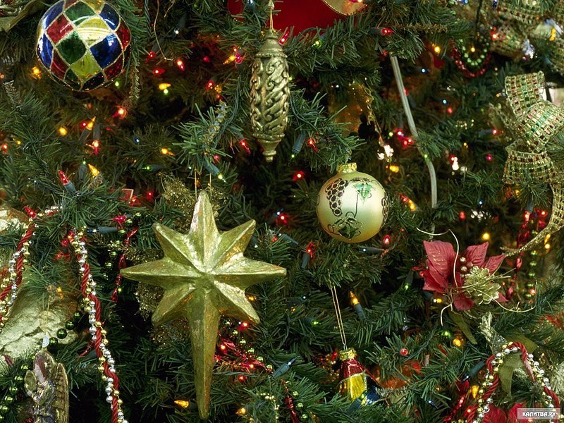 Центральную городскую елку в этом году установят на площади Ленина