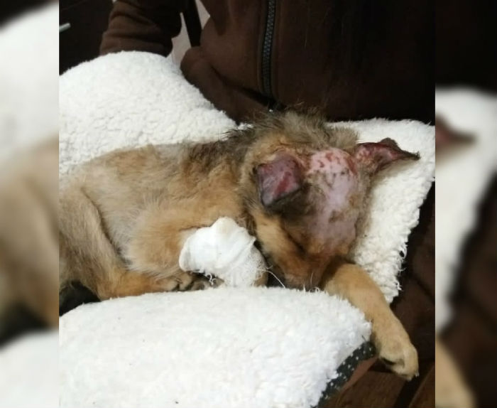 Астраханская полиция ищет виновного в жестоком обращении с щенком