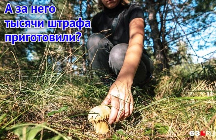 За красную шестерку ответишь: Астраханская область стала еще одним регионом, защищающим редкие грибы