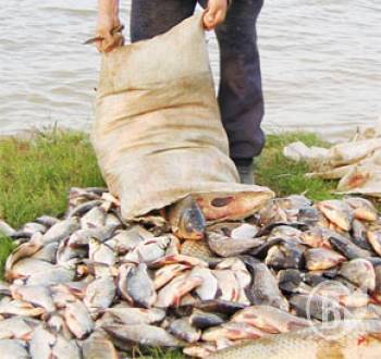 Под Астраханью мужчина купил у браконьеров 100 килограмм рыбы