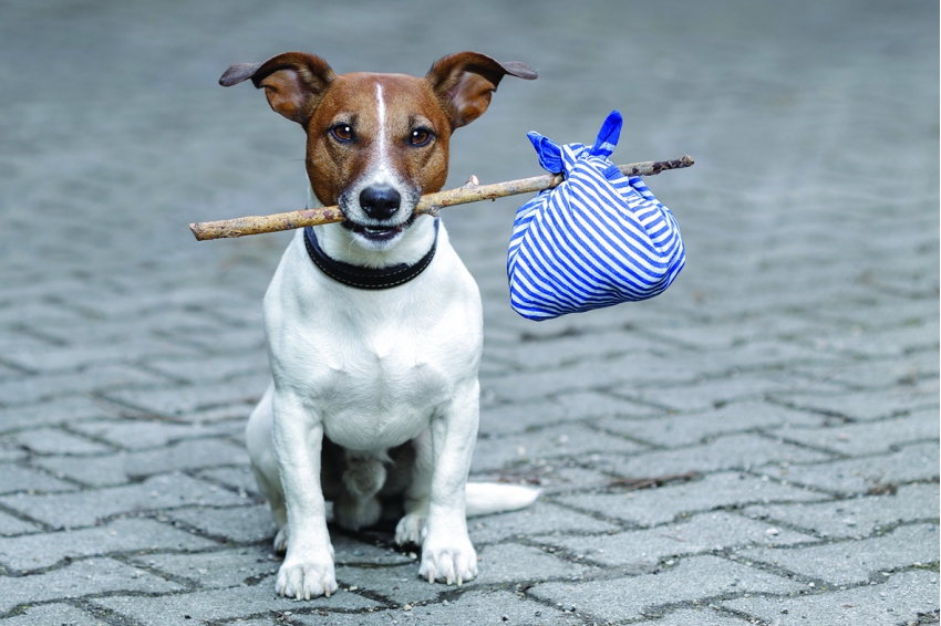 Денег нет. Единственный приют в Астраханской области страдает от безысходности