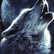 И СНОВА ВОЛК. На это раз в Приволжском районе.