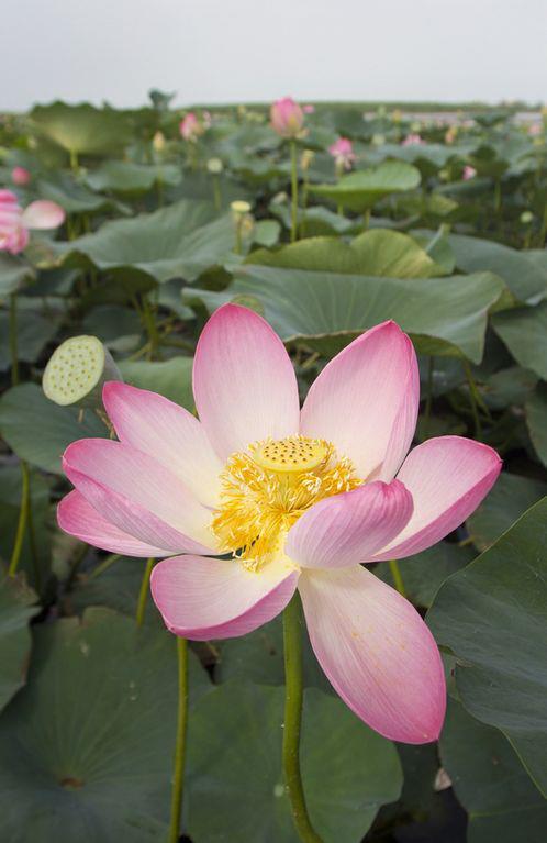 Лотосы дельты Волги