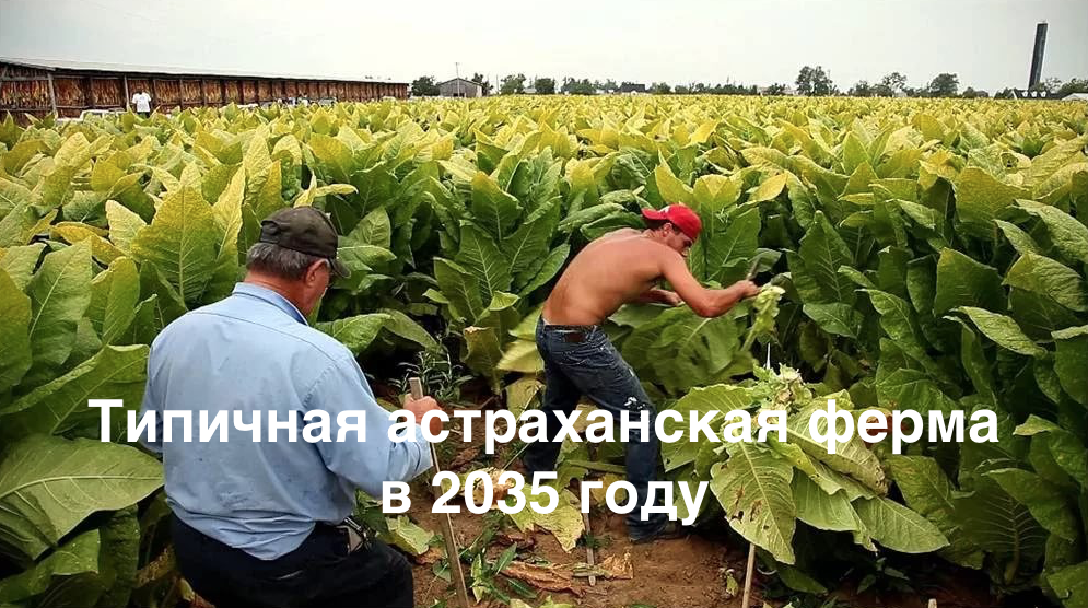 Не дельный обзор. Перейдут ли астраханцы на махорку?