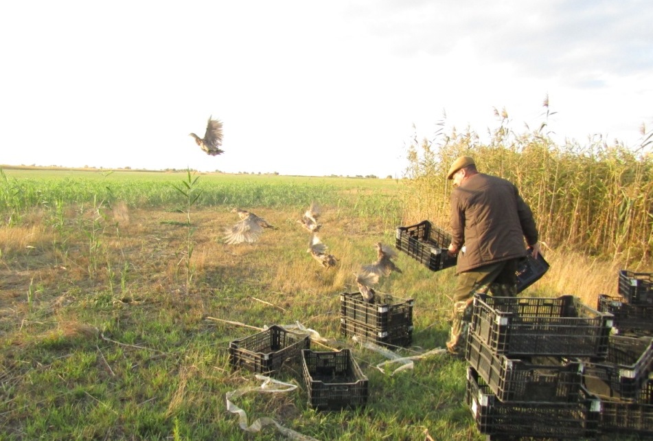 Дичефермы Астраханской области вырастили и выпустили 5000 уток и 450 фазанов