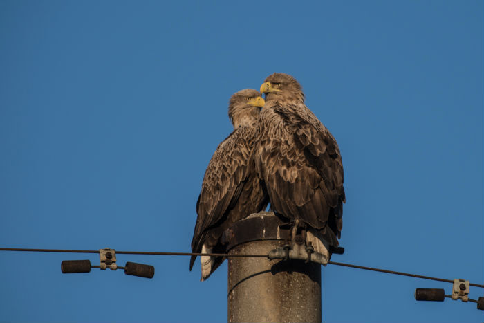 Записки астраханского натуралиста. Зимний бердвотчинг