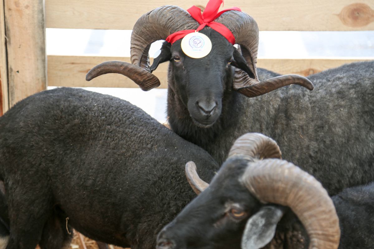 Астрахань начнет поставлять баранину в Иран в середине этого года