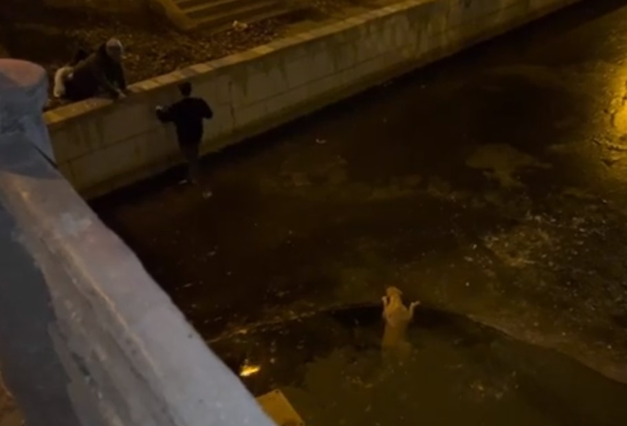 Астраханцы спасли собаку, застрявшую во льду на Лебедином озере: видео