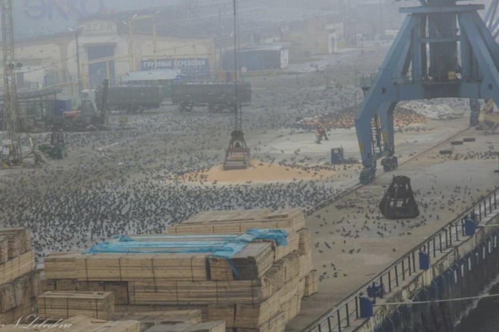Фото дня: опасные птицы захватили астраханский порт