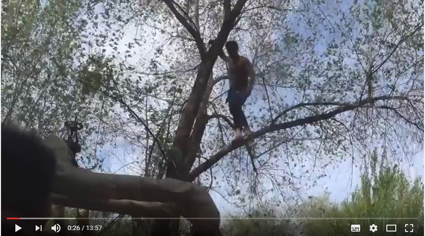 В Астрахани спасатели спустили с дерева неадекватного мужчину