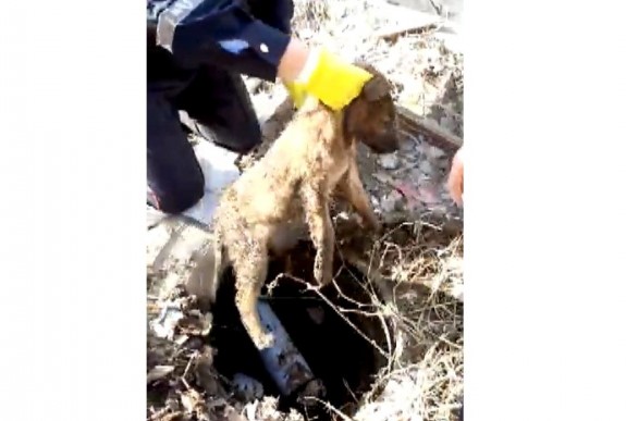 В Астраханской области щенок больше суток пробыл в колодце, ожидая помощи