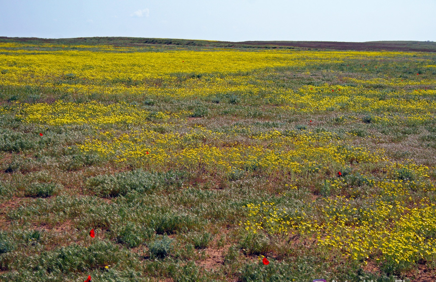 Записки астраханского натуралиста. Весна для растений – это маленькая жизнь