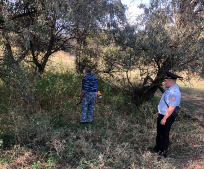 Больше семи гектаров конопли уничтожили в Астраханской области