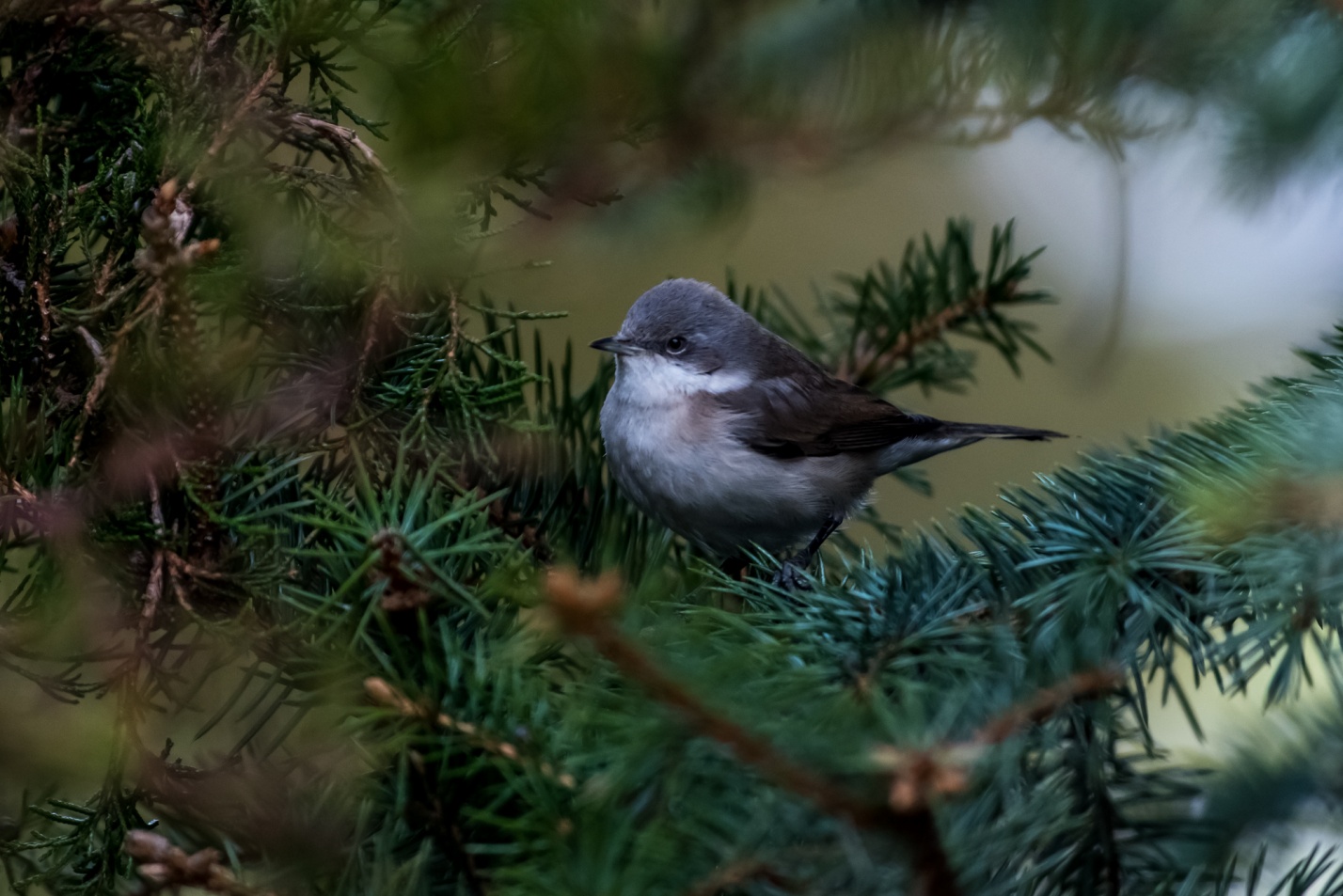 Записки астраханского натуралиста. Зимующие воробьинообразные
