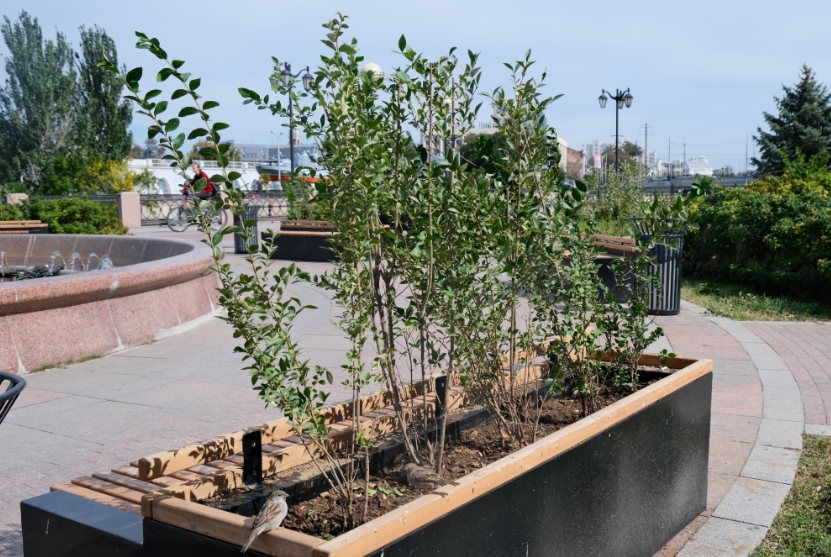 В Астрахани стартовала осенняя высадка кустарников