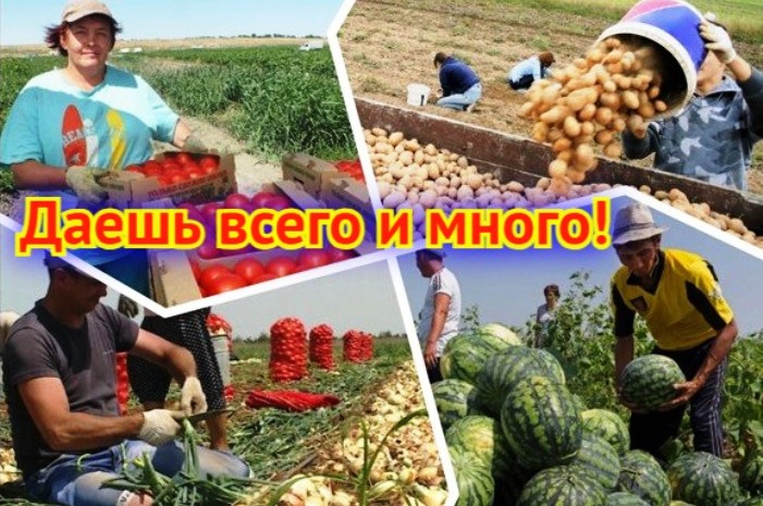 Снова идем на рекорд: Астраханская область и в этом году будет овощным лидером России