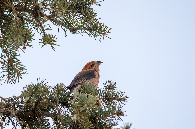 Записки астраханского натуралиста. Первоапрельская встреча с клестом